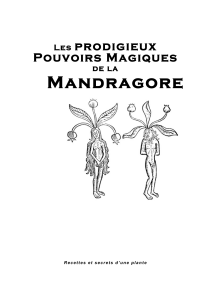 Mandragore prodigieux Pouvoirs Magiques Les