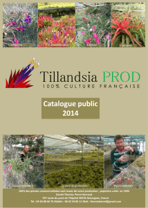 Tillandsia PROD Catalogue public 2014