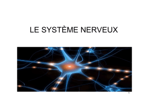 LE SYSTÈME NERVEUX 1