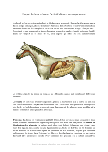 L’impact du cheval en box sur l’activité biliaire et son...