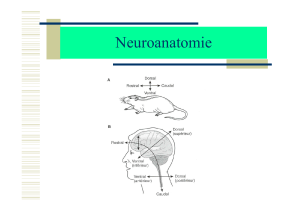 TD Neuroanatomie