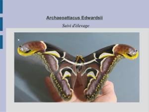 Archaeoattacus Edwardsii Suivi d'élevage