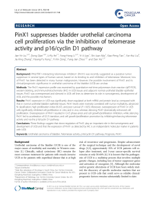 PinX1 suppresses bladder urothelial carcinoma activity and p16/cyclin D1 pathway