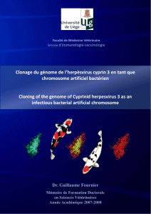 Clonage du génome de l’herpèsvirus cyprin 3 en tant que  chromosome artificiel bactérien Cloning of the genome of Cyprinid herpesvirus 3 as an 
