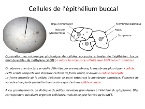 Cellules	de	l’épithélium	buccal