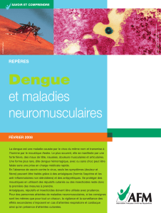 Dengue  et maladies neuromusculaires