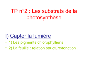 TP n°2 : Les substrats de la photosynthèse I) Capter la lumière