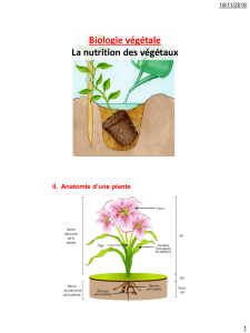 Biologie végétale La nutrition des végétaux II.  Anatomie d’une plante 18/11/2016