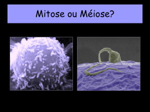 Power mitose meiose