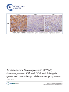 Prostate tumor OVerexpressed-1 (PTOV1) HES1 and HEY1 notch targets down-regulates