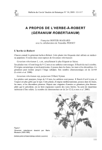 A PROPOS DE L’HERBE-À-ROBERT GERANIUM ROBERTIANUM