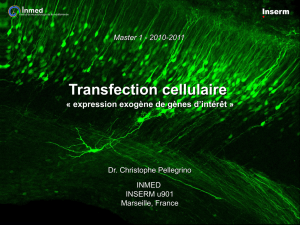 NCI Cours Transfection