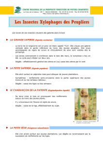 33-Les insectes xylophages des peupliers 2 - CRPF Poitou