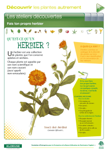 HERBIER ?