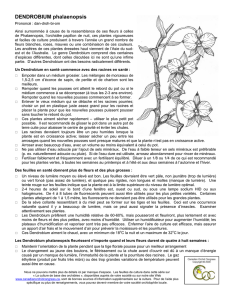 DENDROBIUM phalaenopsis