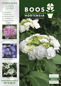 hydrangea - BOOS HORTENSIA