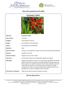 Crocosmia `Lucifer` - Domaine Joly