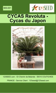 CYCAS Revoluta - Cycas du Japon