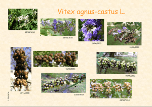 Vitex agnus-castus L. - Association des Amis du Jardin Botanique
