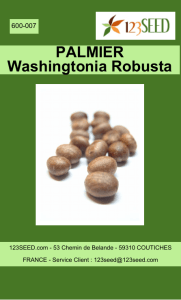 PALMIER Washingtonia Robusta