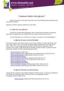 Comment choisir sa glycine