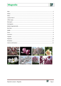 Magnolia - Catalogue Pépinière Guy Lemaire et fils