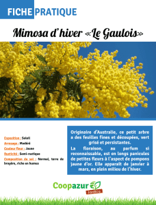 Mimosa d`hiver «Le Gaulois»