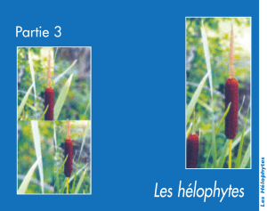 Les hélophytes