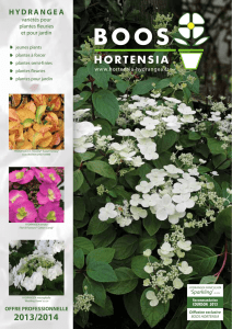 hydrangea - BOOS HORTENSIA