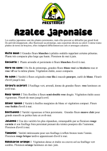 Azalee japonaise