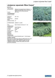 Juniperus squamata `Blue Carpet`