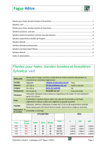 Fagus Hêtre - Catalogue Pépinière Guy Lemaire et fils