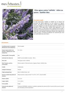 Vitex agnus-castus `Latifolia` - Arbre au poivre