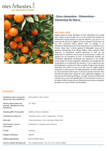 Citrus clementina - Clémentinier - Clémentine du