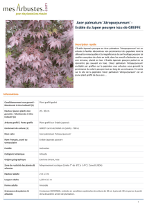 Acer palmatum `Atropurpureum` - Erable du Japon