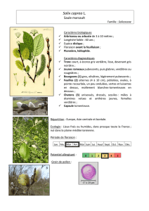 Salix caprea L. - Jardin botanique de Nancy