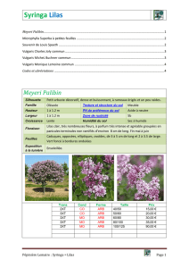 Syringa Lilas - Catalogue Pépinière Guy Lemaire et fils