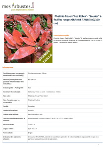 Photinia fraseri `Red Robin` - "Laurier"
