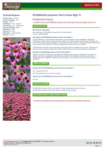 ECHINACEA purpurea `Kim`s Knee High` ®