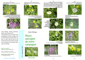 Fleurs sauvages de notre campagne