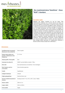 Ilex maximowicziana `Kanehirae`