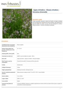 Lippia citriodora - Aloysia citrodora - Verveine