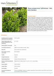 Buxus sempervirens `Suffruticosa` - Buis nain à bordure