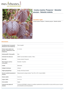 Corylus maxima `Purpurea` - Noisetier pourpre