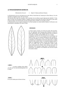 Le Rhododendron bureavii. Etude et photo couleur.