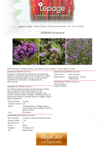 VERBENA bonariensis