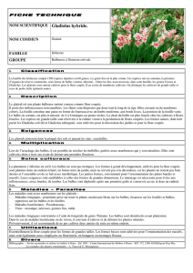Gladiolus hybride