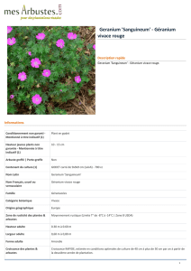 Geranium `Sanguineum` - Géranium vivace rouge