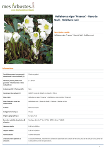 Helleborus niger `Praecox` - Rose de Noël