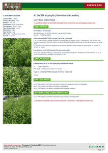 ALOYSIA triphylla (Verveine citronelle) Verveine citronnelle